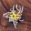 Crispy Squid