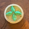 Pak Choi Dumplings (4 stk)